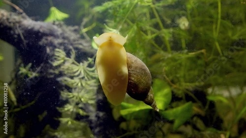 great pond snail crawl glass wall and feed on green algae, ninespine sticklebacks blurred in background in European coldwater biotope aqua, captive wild behaviour photo