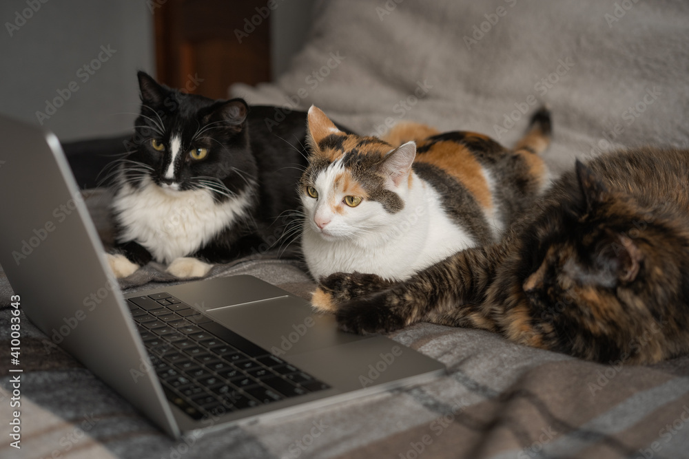 Three cats look at the laptop screen Three cats look at the laptop screen