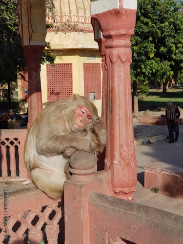 aged monkey sleeping under sun