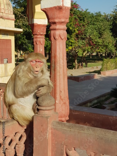 Cute monkey making eyes contact