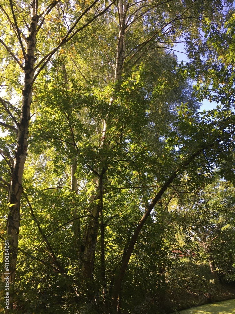 Fototapeta premium Pflanzen im Wald