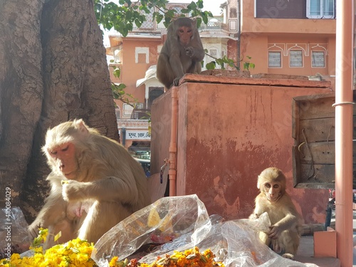 a family of a monkey in the city searching for food photo