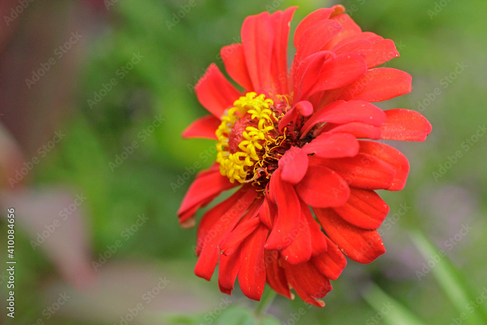The simplicity of red and pink flower for valentine day The simplicity of red and pink flower for valentine day