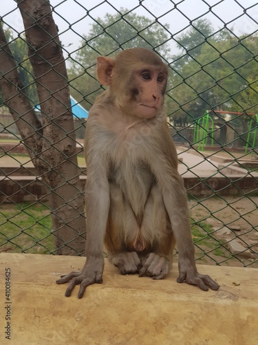 Cute monkey making eyes contact
