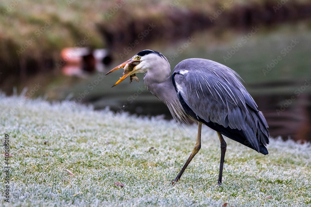 Graureiher (Ardea cinerea) mit Beute Graureiher (Ardea cinerea) mit Beute