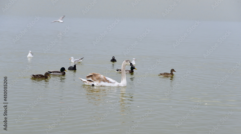 Ducks lined up and seem to protect the swan from annoying seagulls Ducks lined up and seem to protect the swan from annoying seagulls