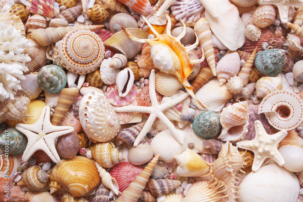 Seashell background, lots of seashells with starfishes and corals Seashell background, lots of seashells with starfishes and corals