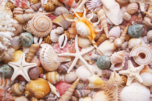 Seashell background  lots of seashells with starfishes and corals