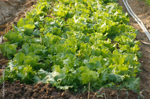 Morning Salad Garden Moisturize with water