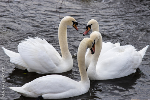 Swans are proud and majestic birds, endowed by nature with beauty and grace