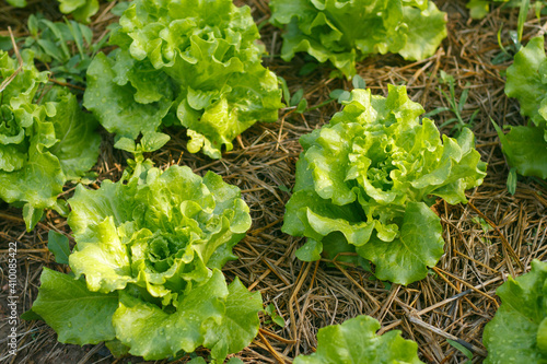 Close-Up, Morning Salad Garden Moisturize with water