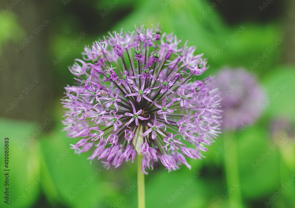 Purple allium lucy ball flowers field. Spring garden design with perennial violet plants. Purple allium lucy ball flowers field. Spring garden design with perennial violet plants.