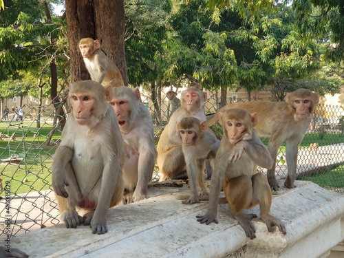 Group of Indian monkeys planning to attack