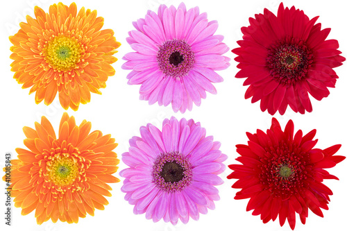 Multi-Color Gerbera Daisy as background picture.flower on clipping path. © Nipaporn