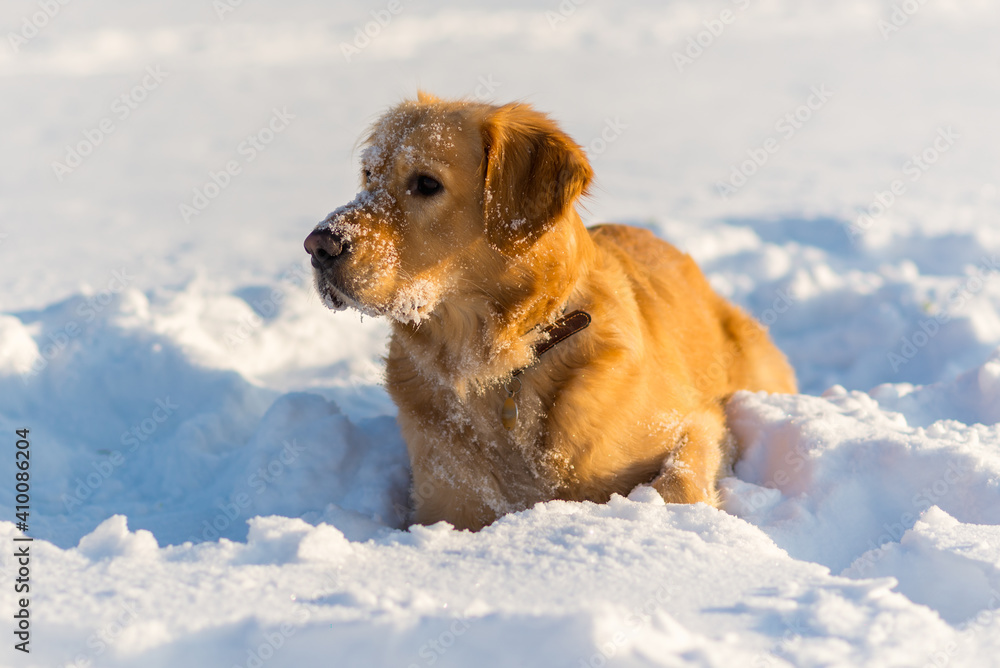 Lovely golden retriever playful in the snow at evening in the park.