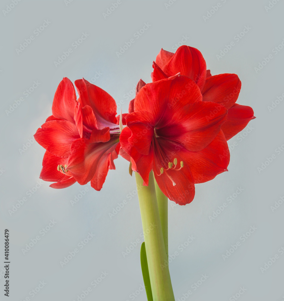 Red Hippeastrum (amaryllis) on gray background Red Hippeastrum (amaryllis) on gray background
