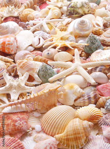 Seashell background, lots of seashells with starfishes