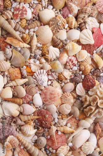 Tropical seashells and corals background