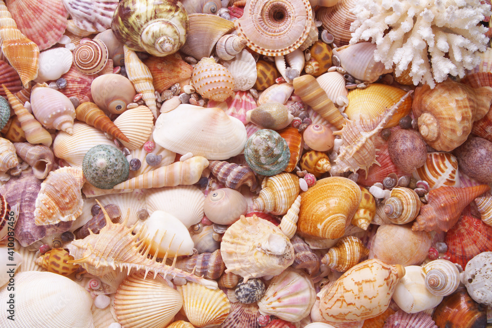 Tropical seashells background