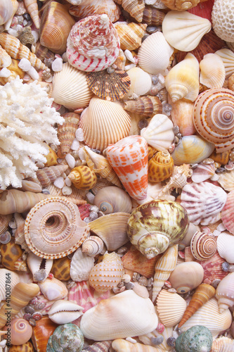 Seashells and corals background, sea shells collection