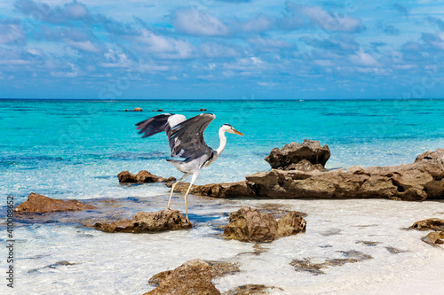 Large Bird on Maldive Island Sand Beach