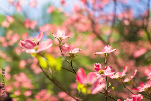 Blossoming dogwood against the sky. Pink dogwood. Cornus florida rubra
