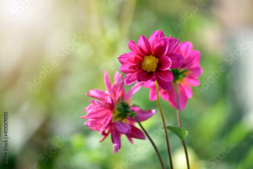 beautiful Dahlia flower Pink in garden. is a genus of bushy, tuberous, herbaceous perennial plants native to Mexico and Central America. A member of the Asteraceae family of dicotyledonous plants.