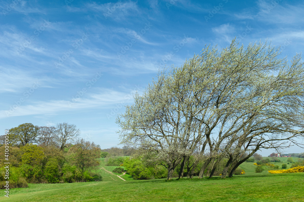 English rural landscape with fields, trees, shrubs and blue sky in spring. Beverley, UK. English rural landscape with fields, trees, shrubs and blue sky in spring. Beverley, UK.