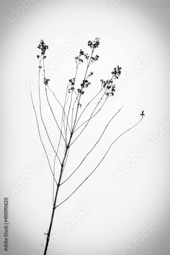 black and white background with tree