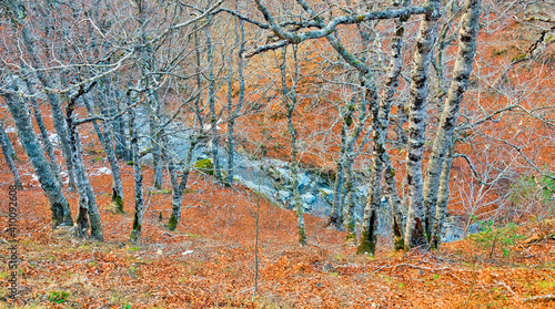 Petrechema River, Beech  Forest of Gamueta, Linza Valley, Valles Occidentales Natural Park, Jacetania, Pyrenees, Huesca, Aragon, Spain, Europe photo