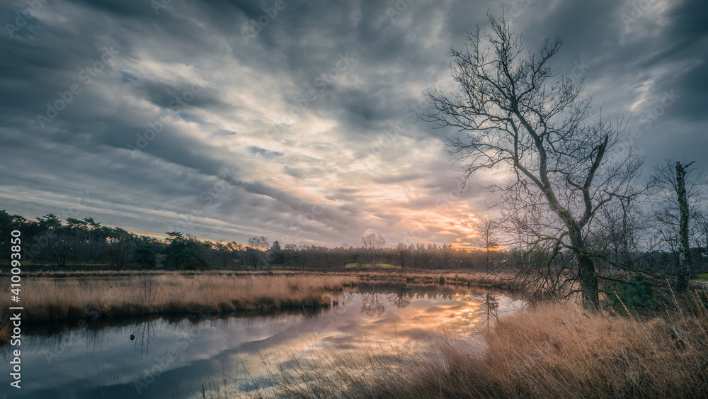 sunrise with colorful clouded sky above a fen with a bare tree and reet in the foreground, in the Hatertse Vennen, Nijmegen, The Netherlands