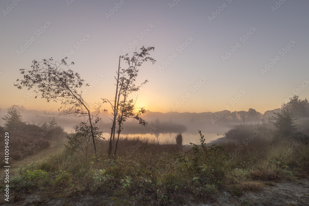 Naklejka premium colorful sunrise above a fen with a young tree and some grass in the foreground, in the Hatertse Vennen, Nijmegen, The Netherlands