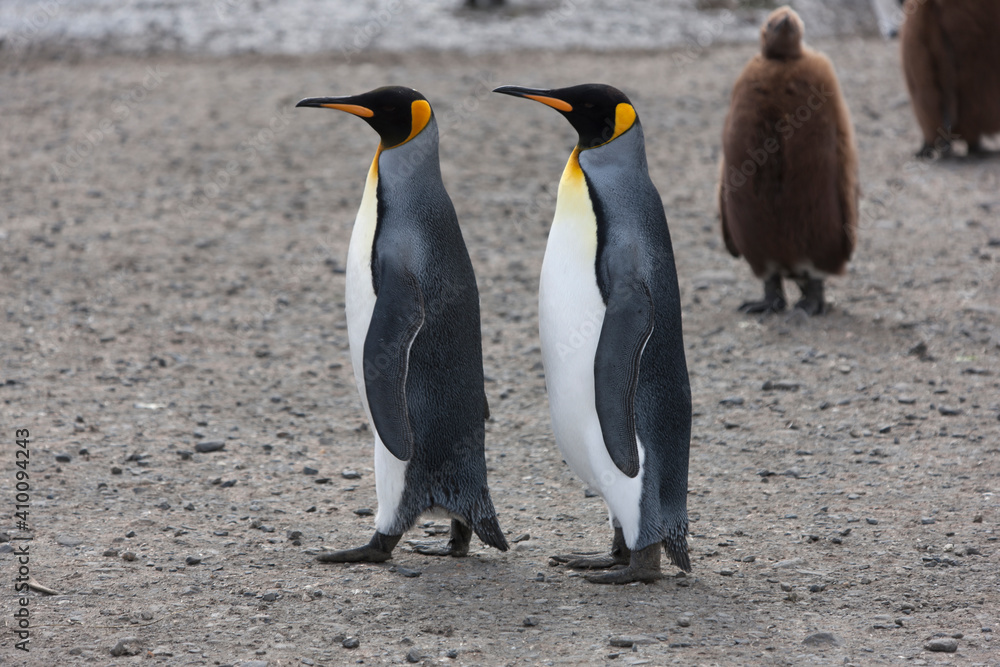 Obraz premium South Georgia group of king penguins on a sunny winter day 