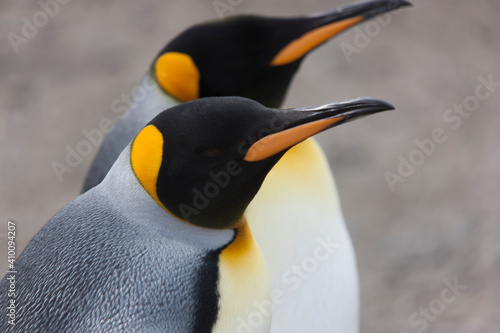 South Georgia portrait of a royal penguin on a sunny winter day 