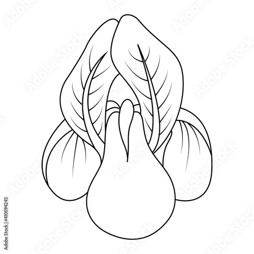 linear illustration of an iris flower