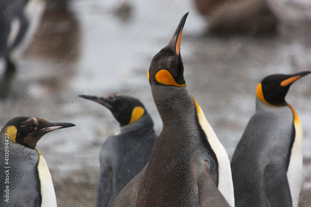 Naklejka premium South Georgia portrait of a royal penguin on a sunny winter day