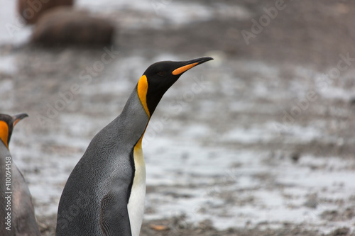 South Georgia portrait of a royal penguin on a sunny winter day 