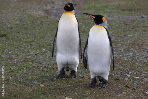 South Georgia group of king penguins on a sunny winter day 