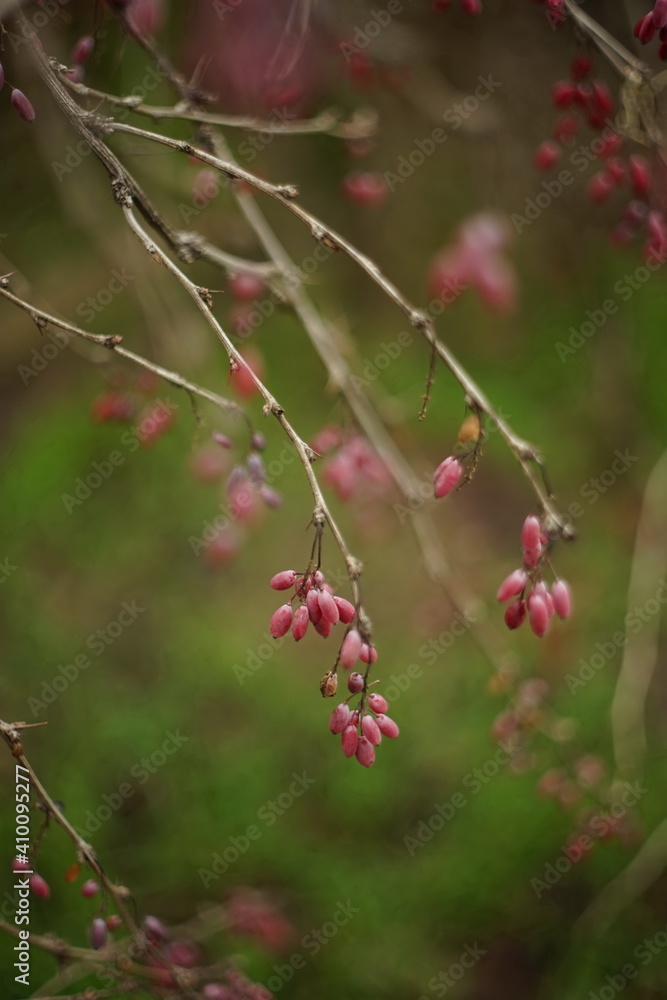 barberry bush with ripe pink berries grow in the garden on green blurred background. barberry bush with ripe pink berries grow in the garden on green blurred background.