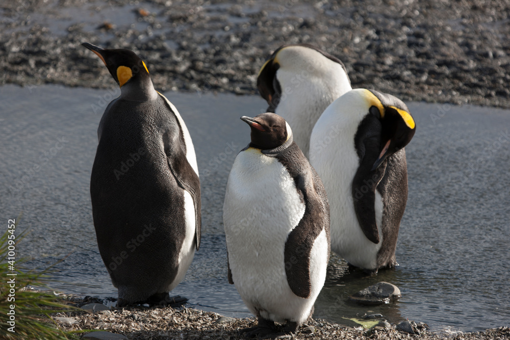 Fototapeta premium South Georgia group of king penguins on a sunny winter day 