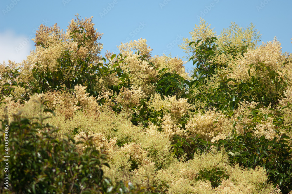 Obraz premium New Zealand laurel Corynocarpus laevigata in flower. Mount Eden. Auckland. North Island. New Zealand.