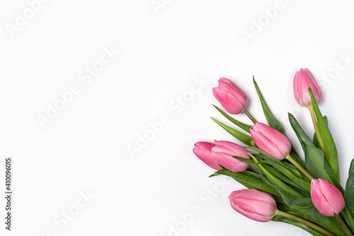 Fototapeta Naklejka Na Ścianę i Meble -  Pink tulips isolate on a white holiday banner. Floral spring background for valentine's day, March 8, birthday, mother's day. copy space
