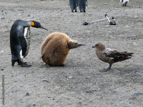 South Georgia King Penguin and Skua on a Cloudy Winter Day