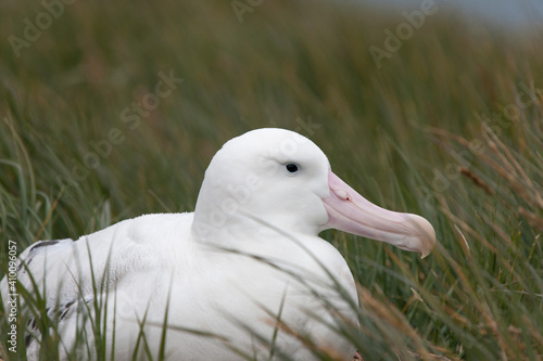 Fotografía South Georgia white albatross on the ground close up on a cloudy winter day