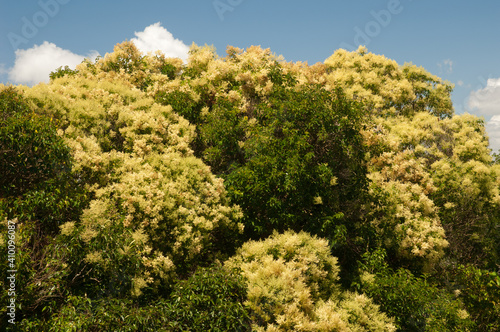 New Zealand laurel Corynocarpus laevigata in flower. Mount Eden. Auckland. North Island. New Zealand.