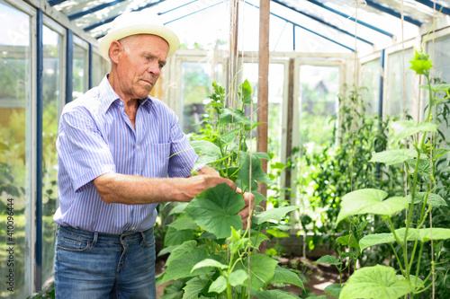 Farmer caring for cucumber sprouts in a greenhouse