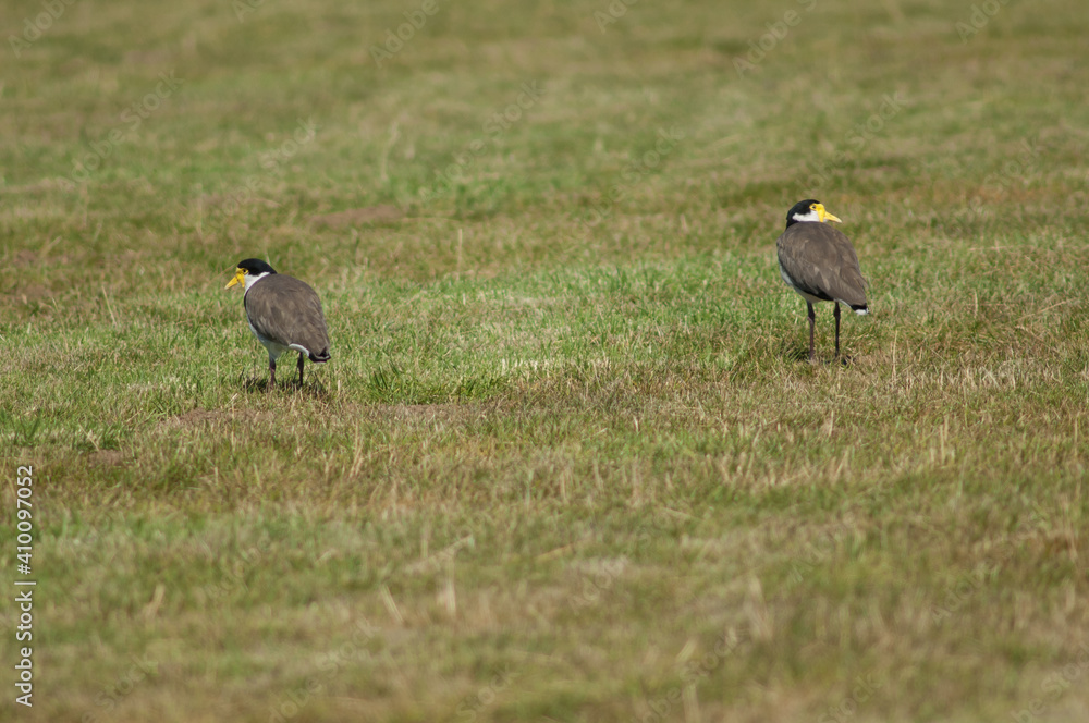 Spur winged plovers Vanellus miles novaehollandiae. Auckland. North Island. New Zealand. Spur winged plovers Vanellus miles novaehollandiae. Auckland. North Island. New Zealand.