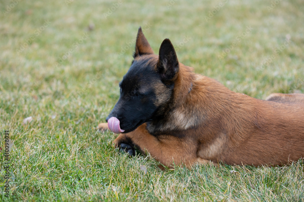 malinua dog belgian shepherd on the grass malinua dog belgian shepherd on the grass