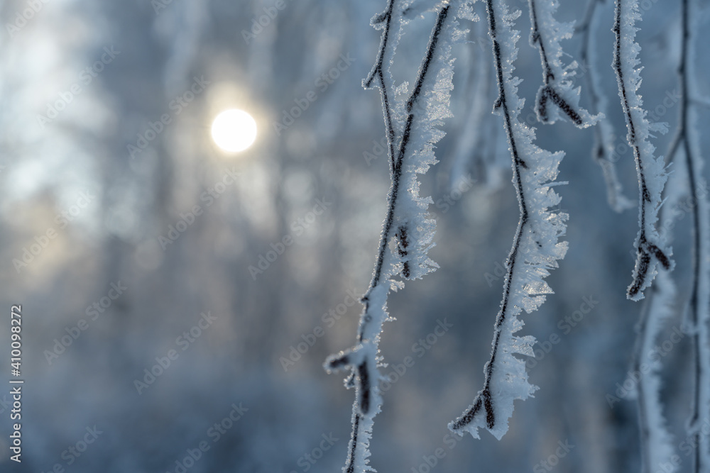 Frosted fluffy birch branches in the morning light of the rising sun. close-up. Tied up branches after severe night frosts in the Middle Urals (Russia) Frosted fluffy birch branches in the morning light of the rising sun. close-up. Tied up branches after severe night frosts in the Middle Urals (Russia)