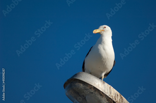 Black-backed gull Larus dominicanus perched on a street lamp. Clifton. North Island. New Zealand.